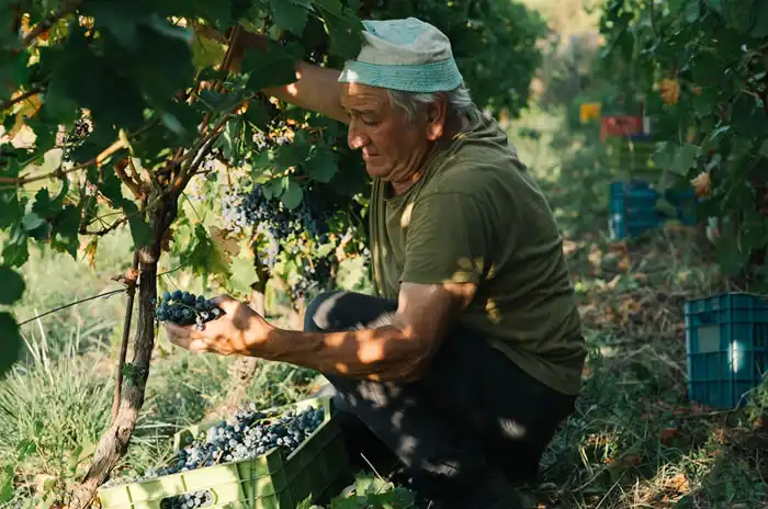 Azienda Agricola La Vigna