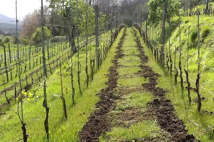 Azienda Agricola La Vigna