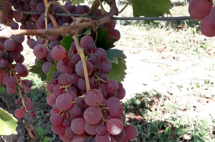 Azienda Agricola La Vigna